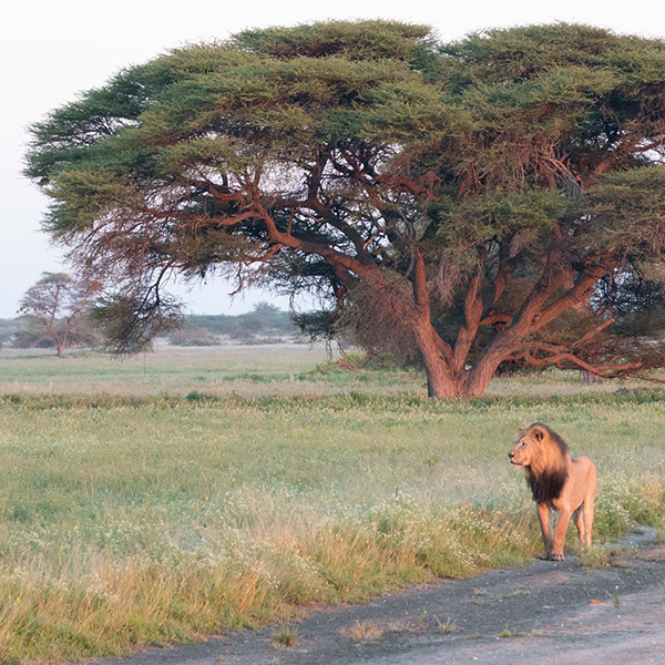 male lion